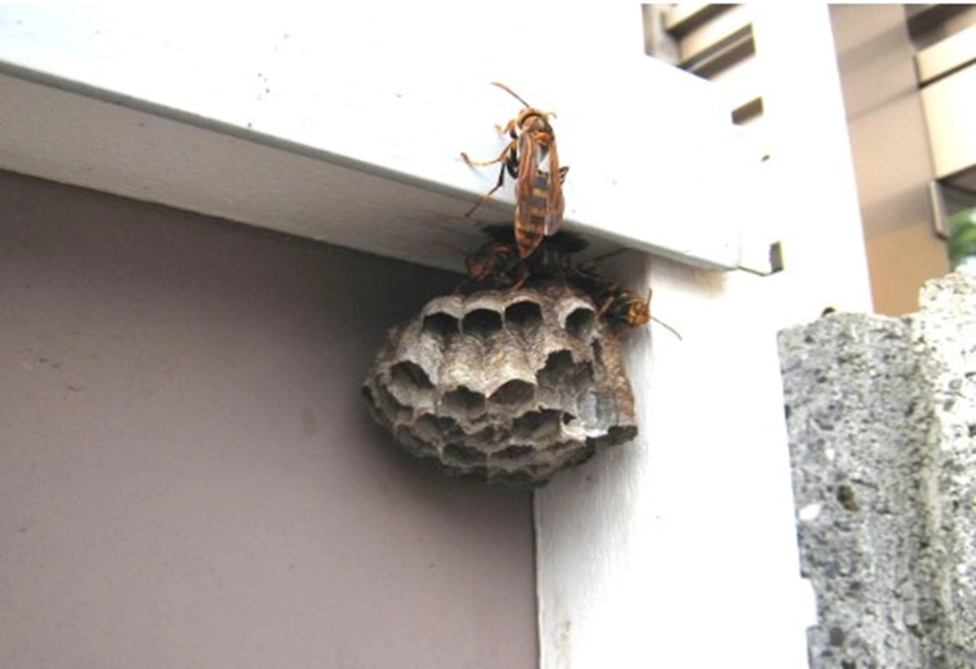 アシナガバチの駆除費用